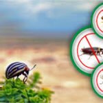 Top Termite Control Services in Lahore Protect Homes Effectively Now